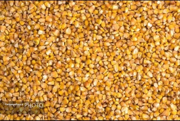کشف ۱۵ تن ذرت دامی قاچاق در قم