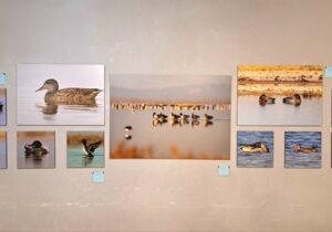 نگارخانه فرهنگ «بهشت پرندگان» شد