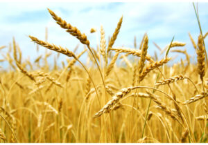 ۶ هزار و ۴۹۰ هکتار گندم در قم کشت شد