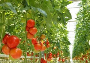 ۸ هکتار از کشت فضای باز به گلخانهای تبدیل میشود