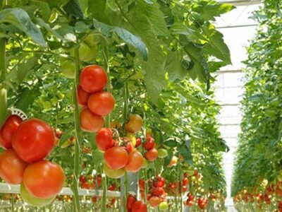 ۸ هکتار از کشت فضای باز به گلخانهای تبدیل میشود