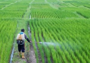 مبارزه غیرشیمیایی با آفات در ۲۵ هزار هکتار از اراضی کشاورزی قم اجرایی میشود