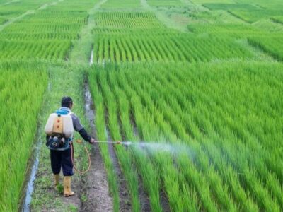 مبارزه غیرشیمیایی با آفات در ۲۵ هزار هکتار از اراضی کشاورزی قم اجرایی میشود