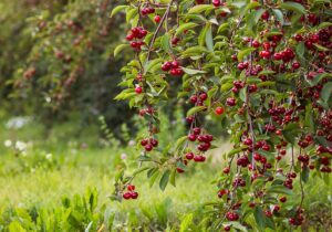 پیش بینی برداشت ۱۲ تن گیلاس در هر هکتار در قم