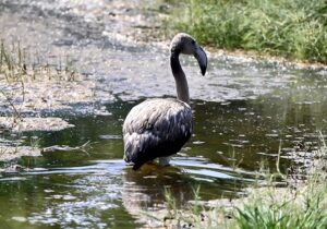 نشست آموزشی دهیاران و حافظان محیطزیست روستاها