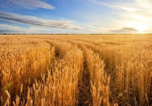 جذب سرمایه در بخش کشاورزی قم با هدف پایداری امنیت غذایی استان