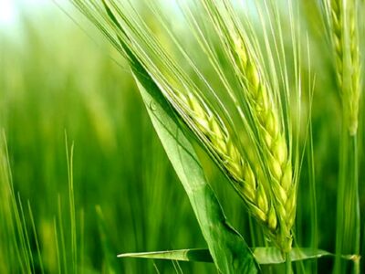 ۲۸ هزار هکتار از مزارع قم به زیر کشت غلات میرود
