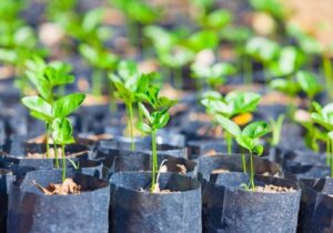 عرضه هرگونه نهال بدون مجوز جهاد کشاورزی ممنوع است