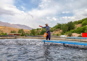 تولید آبزیان در قم به ۲ هزار و ۷۰۰ تُن میرسد