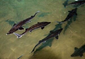 قم در پرورش ماهیان خاویاری پیشتاز است