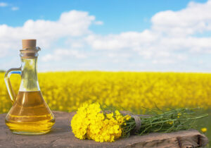 روغن کانولا بهترین منبع امگا ۳
