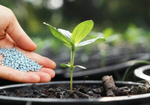 ۱۸ هزار تن کود یارانهای در قم توزیع شد