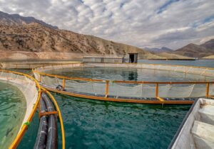 تولید ۲۷۰۰ تُن از انواع آبزیان در قم