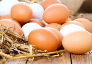 تداوم تولید تخم مرغ در قم با حمایت از مرغداران