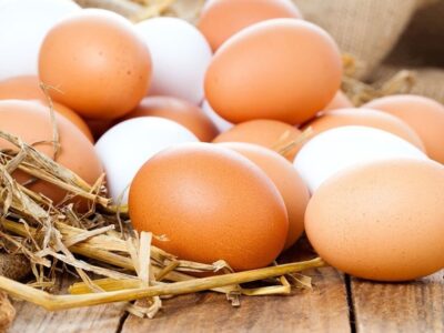 تداوم تولید تخم مرغ در قم با حمایت از مرغداران