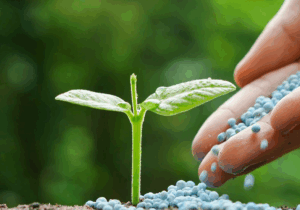 آغاز توزیع کود مورد نیاز کشت پاییزه برای کشاورزان قم