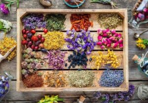 قم، قطب فعالیتهای علمی در حوزه گیاهان دارویی