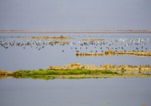وضعیت شکننده و عدم همکاری سازمان صمت برای ارتقای تالاب مره
