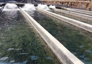 تولید ۲ هزار و ۳۶۰ تُن انواع آبزیان در قم