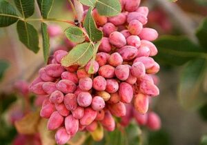 قم در مسیر فرآوری پسته قرار میگیرد