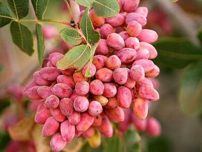 قم در مسیر فرآوری پسته قرار میگیرد