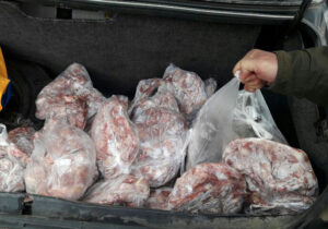 ۴ تُن گوشت مرغ فاسد در قم توقیف و امحا شد