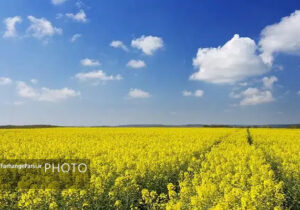 کشت کلزا در ۱۵۲۵ هکتار زمین کشاورزی