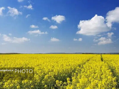 کشت کلزا در ۱۵۲۵ هکتار زمین کشاورزی