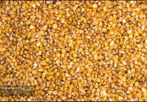 کشف ۱۵ تن ذرت دامی قاچاق در قم