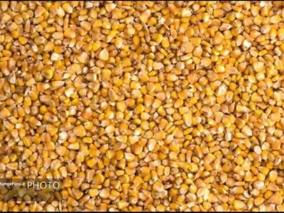 کشف ۱۵ تن ذرت دامی قاچاق در قم
